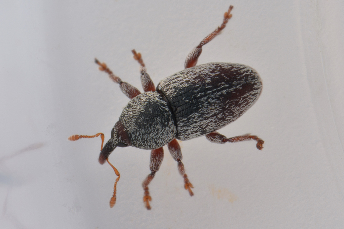 Curculionidae: Tychius stephensi, maschio